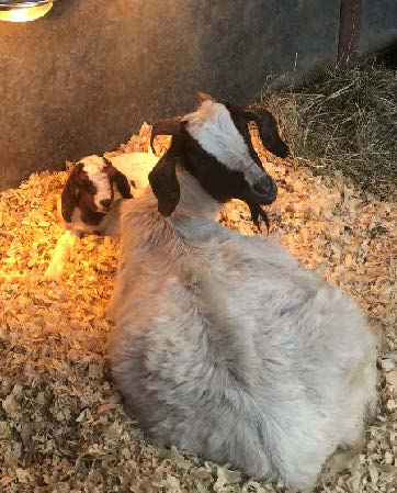 Estray goat and her baby